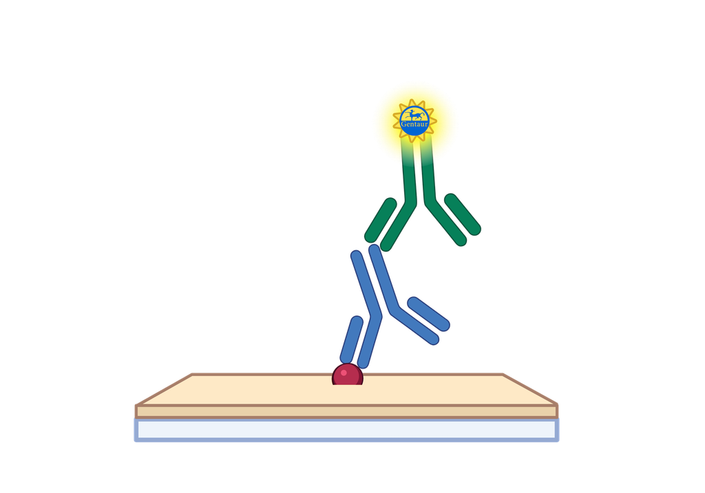 ELISA   ACHE Antibody, FITC  
